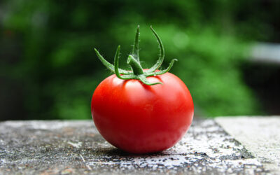 “Knowledge is knowing that a tomato is a fruit. Wisdom is knowing not to put it in a fruit salad.”
